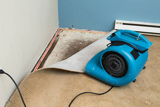 Best Mold removal after water damage  in Eau Claire, WI